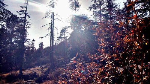 Trees in forest