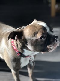 Close-up of dog looking away