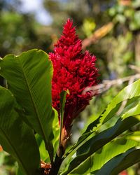 Close-up of red flowering plant