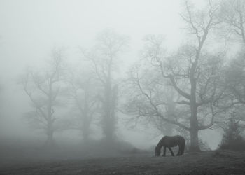 Dog in forest during winter