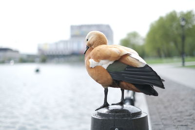 Close-up of seagull perching on metal