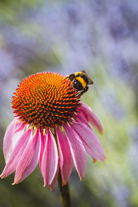 Close-up of insect on pink flower