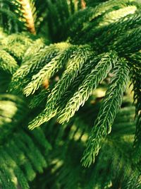 Close-up of pine tree