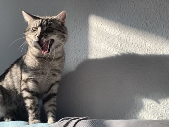 Cat lying on wall