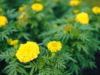 Close-up of yellow marigold blooming outdoors