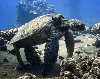 View of turtle in sea