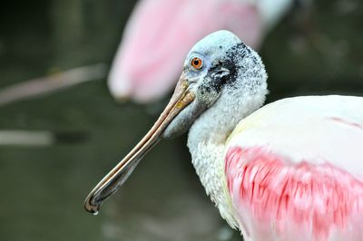 Close-up of duck