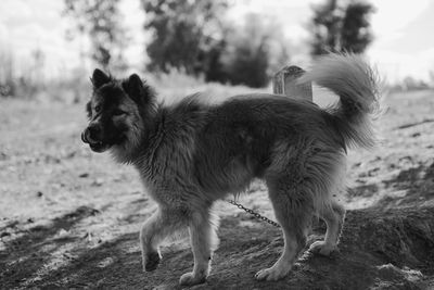 Full length of a dog looking away