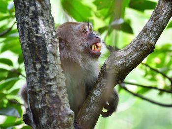 Low angle view of monkey on tree