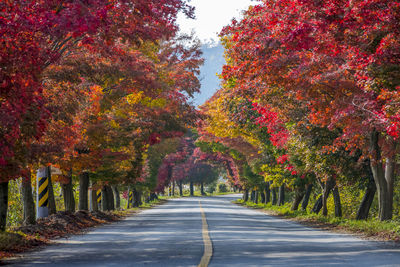 Road amidst trees during autumn