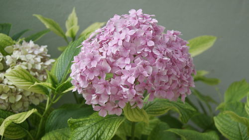 Close-up of pink flowering plant