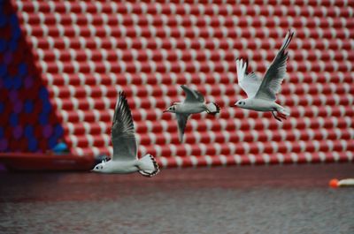 Seagulls flying