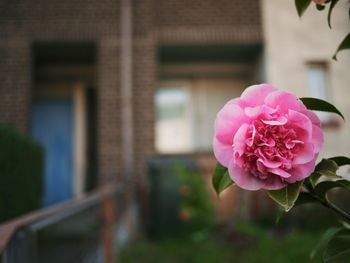 Close-up of pink flower blooming outdoors