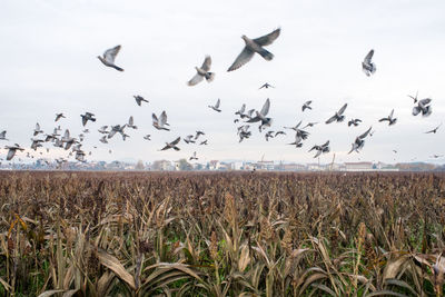 Flock of birds flying over field against sky