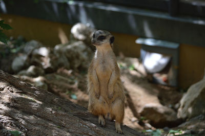 Close-up of a meerkat on rock