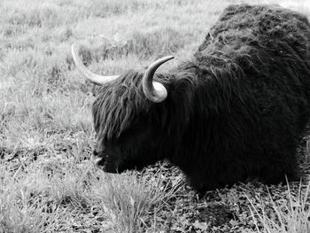 Highland cow in a field