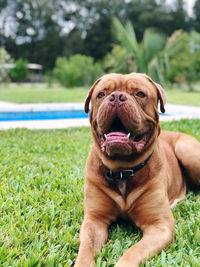 Close-up portrait of a dog