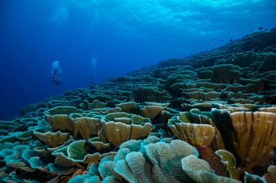 Stacks of cabbage coral