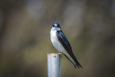 Close-up of bird perching on wooden post