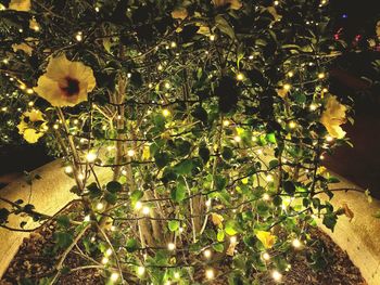 High angle view of plants growing at night