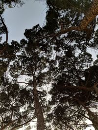 Low angle view of trees against sky