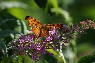 Close-up of butterfly pollinating on purple flower