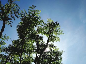 Low angle view of tree against sky