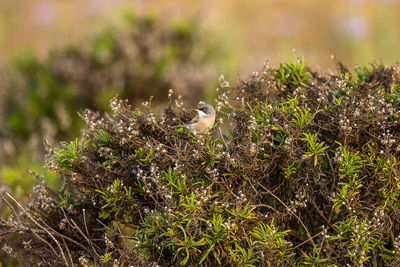 High angle view of bird perching on plant in field