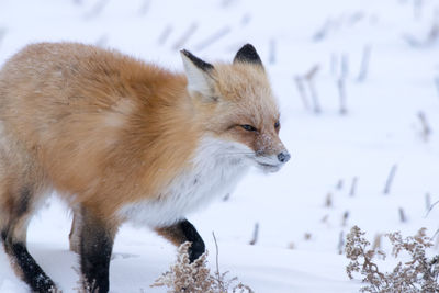 Close-up of fox walking on snow