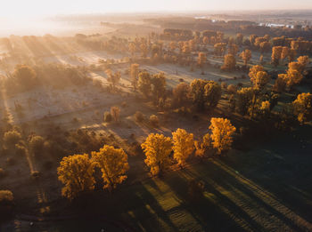 Panoramic view of trees at sunrise in autumn 