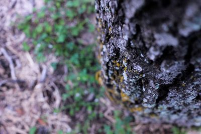 Close-up of spider web on tree trunk