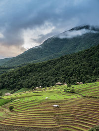 Scenic view of agricultural field against sky