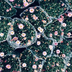 High angle view of flowers
