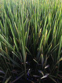 Close-up of crops growing on field