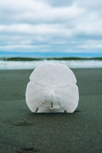 Close-up of sea shore against sky