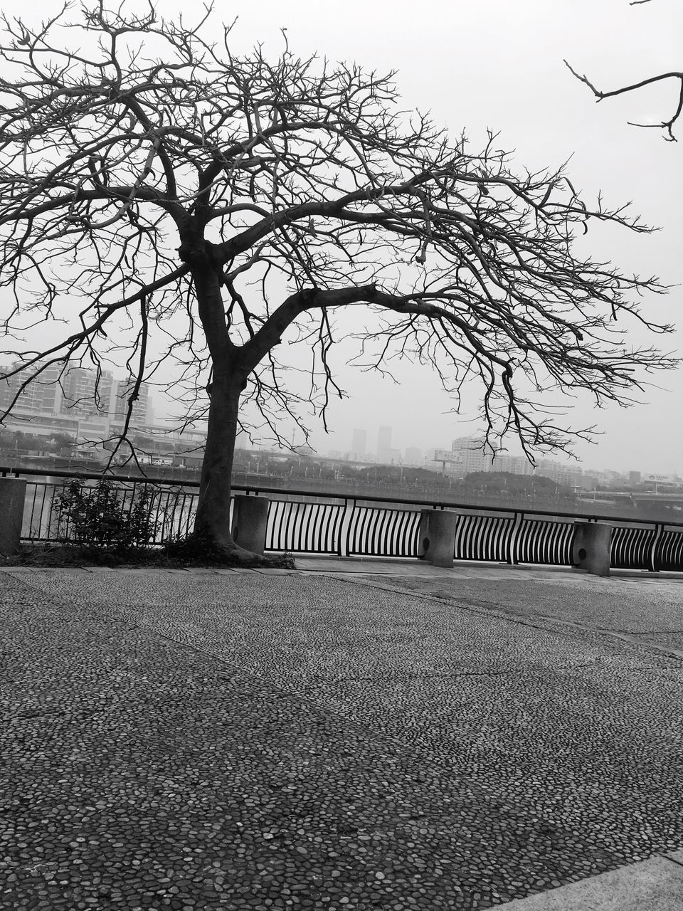 tree, no people, outdoors, day, nature, tranquility, beauty in nature, branch, sky