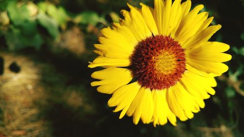 Close-up of sunflower blooming outdoors