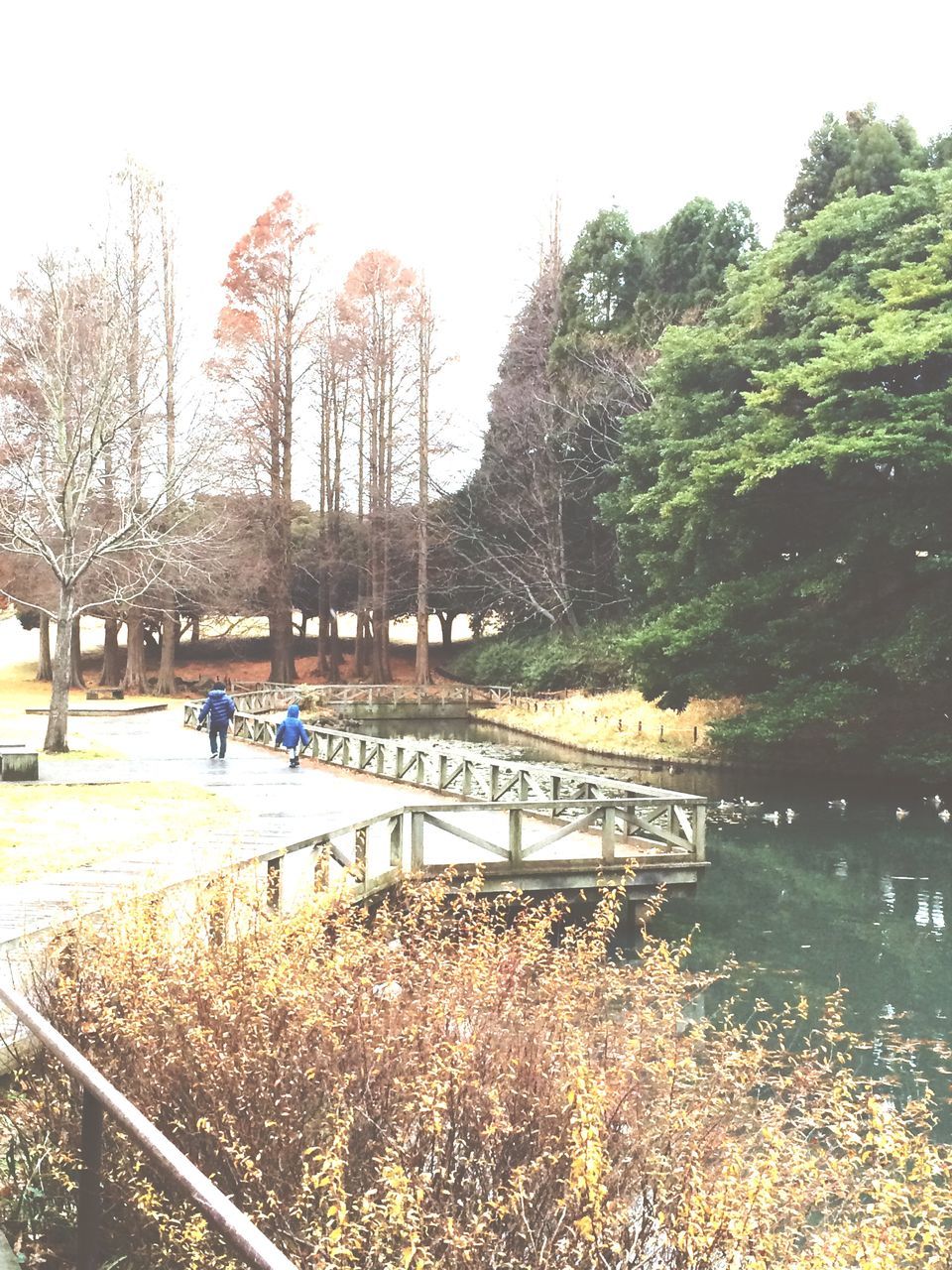 tree, water, clear sky, bridge - man made structure, river, nature, tranquility, growth, built structure, connection, railing, tranquil scene, beauty in nature, scenics, lake, day, transportation, footbridge, outdoors, architecture