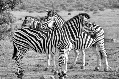 Zebra standing on a field