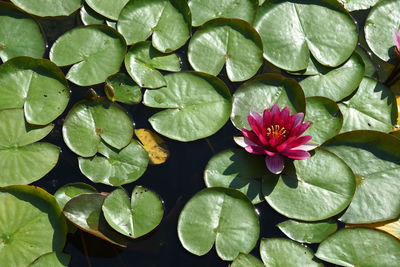 Close-up of lotus water lily