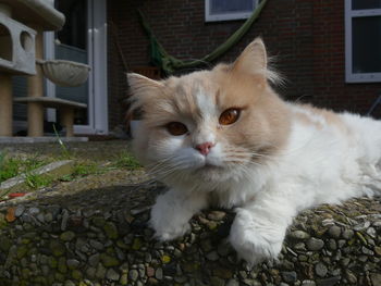 Portrait of a cat in backyard of building