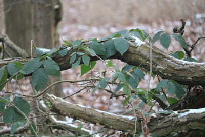 Close-up of dry leaves on branch