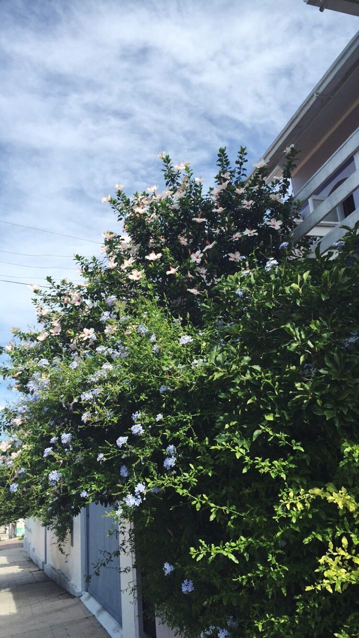 LOW ANGLE VIEW OF TREES AGAINST SKY