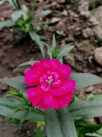 Close-up of pink flower blooming outdoors