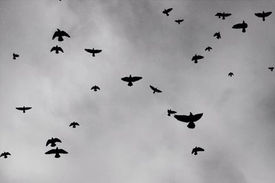 Low angle view of bird flying in sky