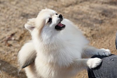 Close-up of a dog