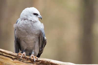 A mississippi kite perched on log