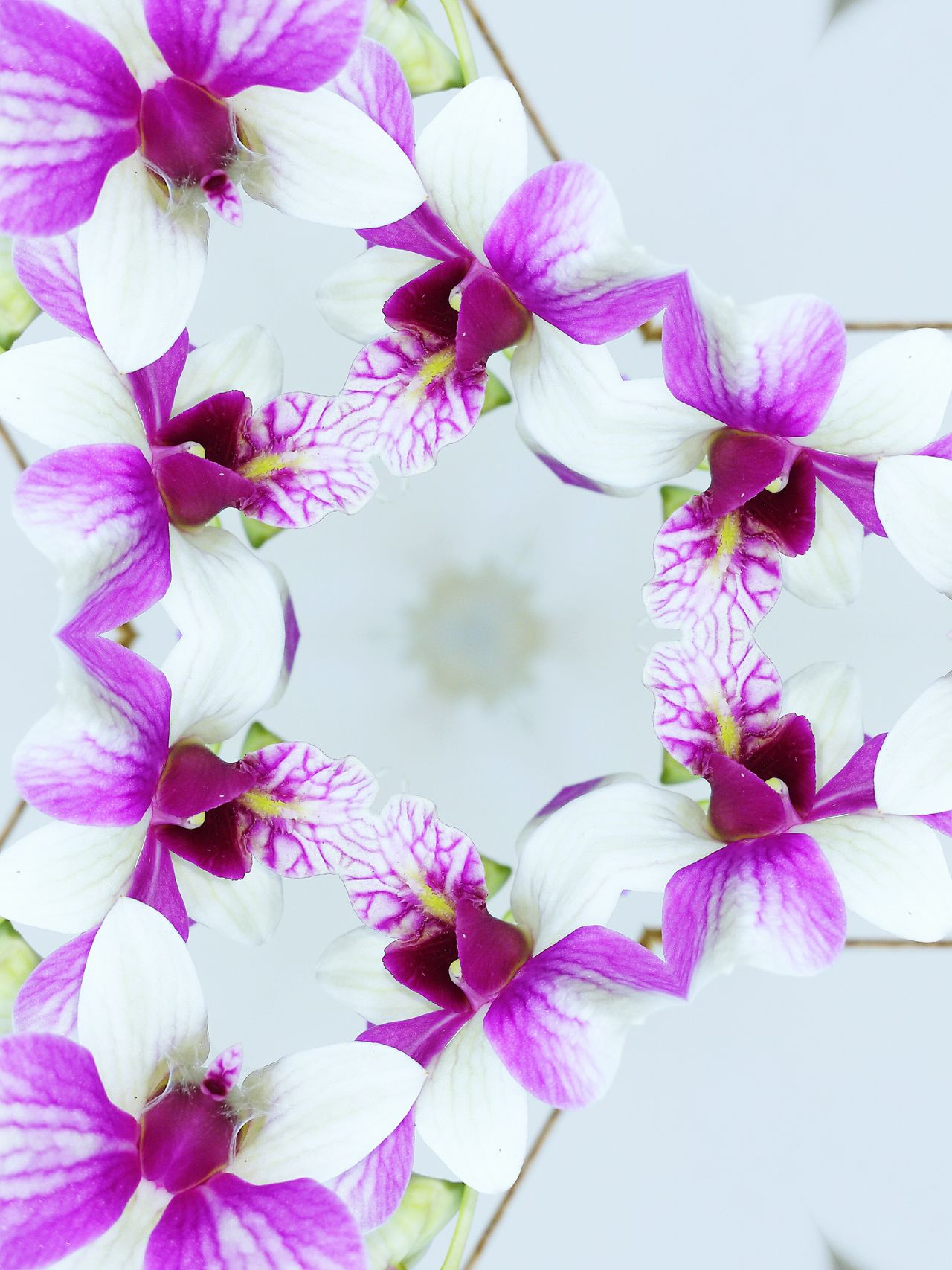Background orchid