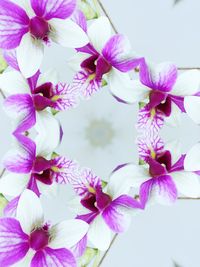 Close-up of purple flowers