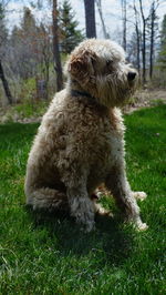 Dog lying on grass